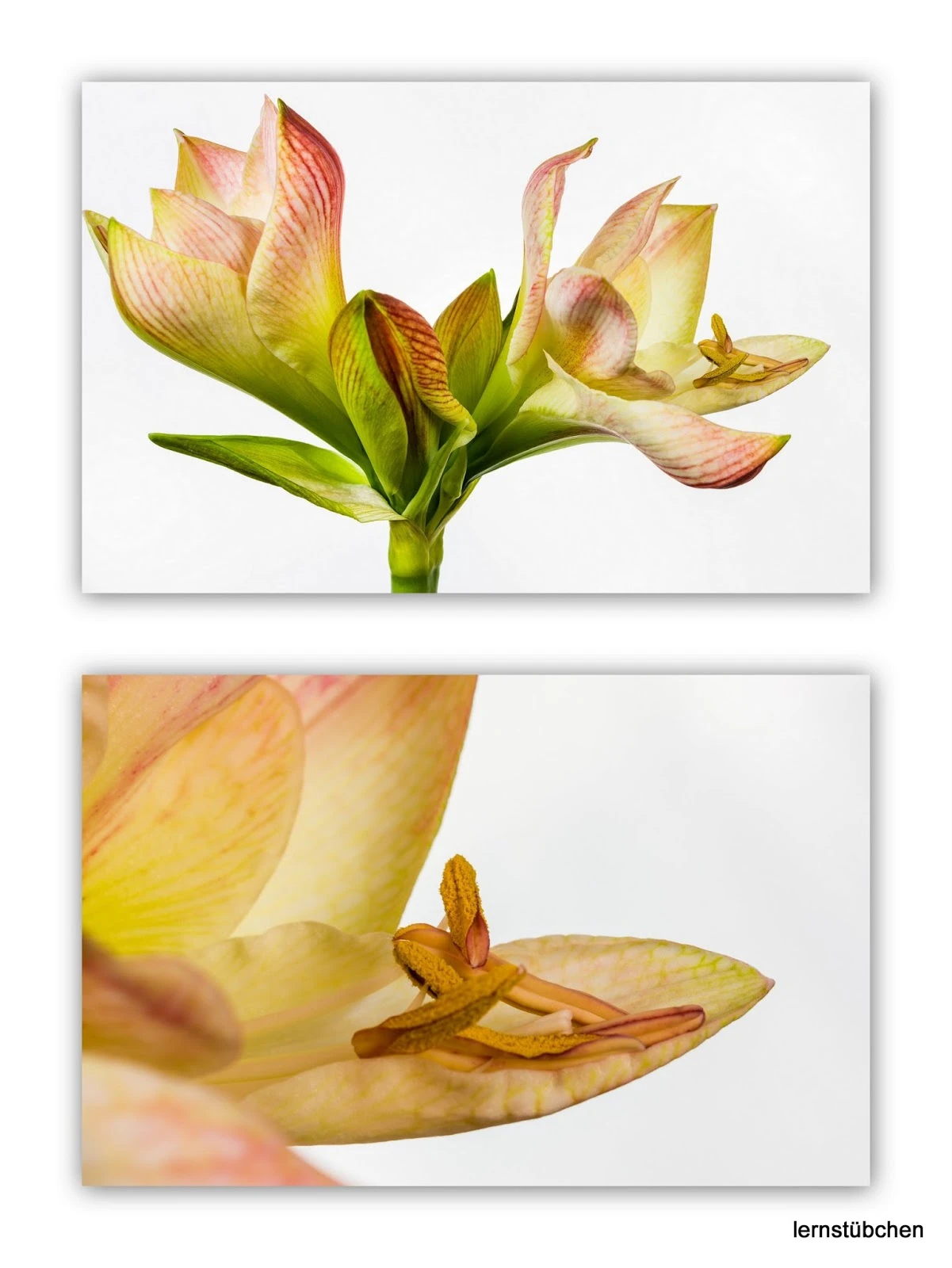 Amaryllis.jpeg